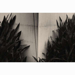 Mirrored Shrubs